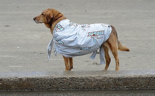 Wasaga 2013 Dog in Blanket